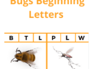 Bug Beginning Letter