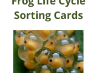 Frog Life Cycle Sorting Cards