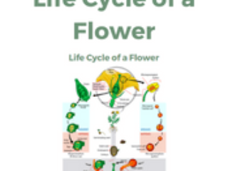 Life Cycle of a Flower Life Cycle of a Flower