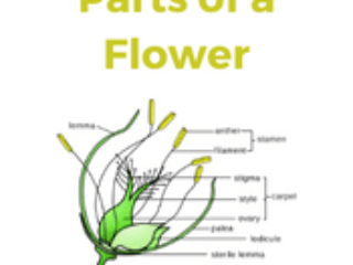 Parts of a Flower Parts of a Flower