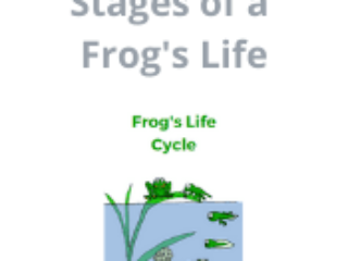 Stage&#039;s of a Frog&#039;s Life